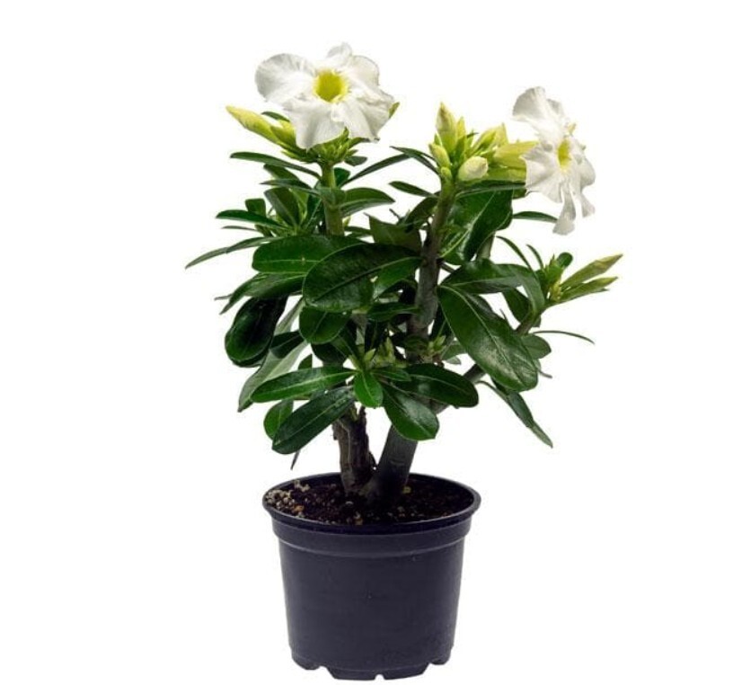 Adenium Obesum Desert Rose Live Plant White Flowers 2 Gallon Pot 20-24″ Tall