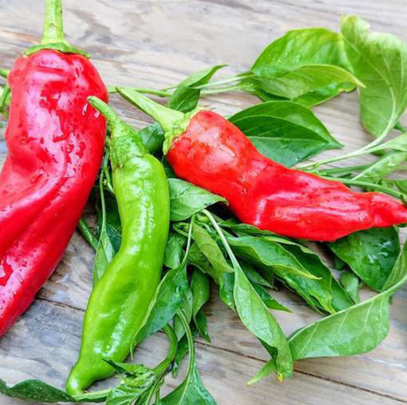 RARE✿ NEW! Italian Heirloom Corno Di Toro Rosso Sweet Pepper 15+ Seeds