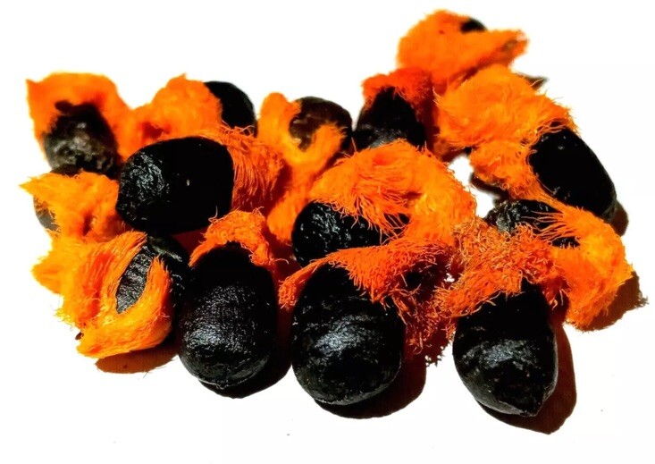 Pack of 5 X ORANGE BIRD of PARADISE SEEDS (Strelitzia reginae) Tropical Flower