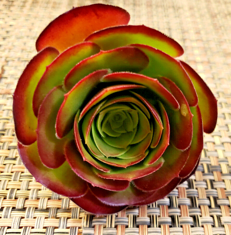2 x MEDIUM SIZE AEONIUM ‘VELOUR’ CUTTING – 2″ (= 5 CM) diameter