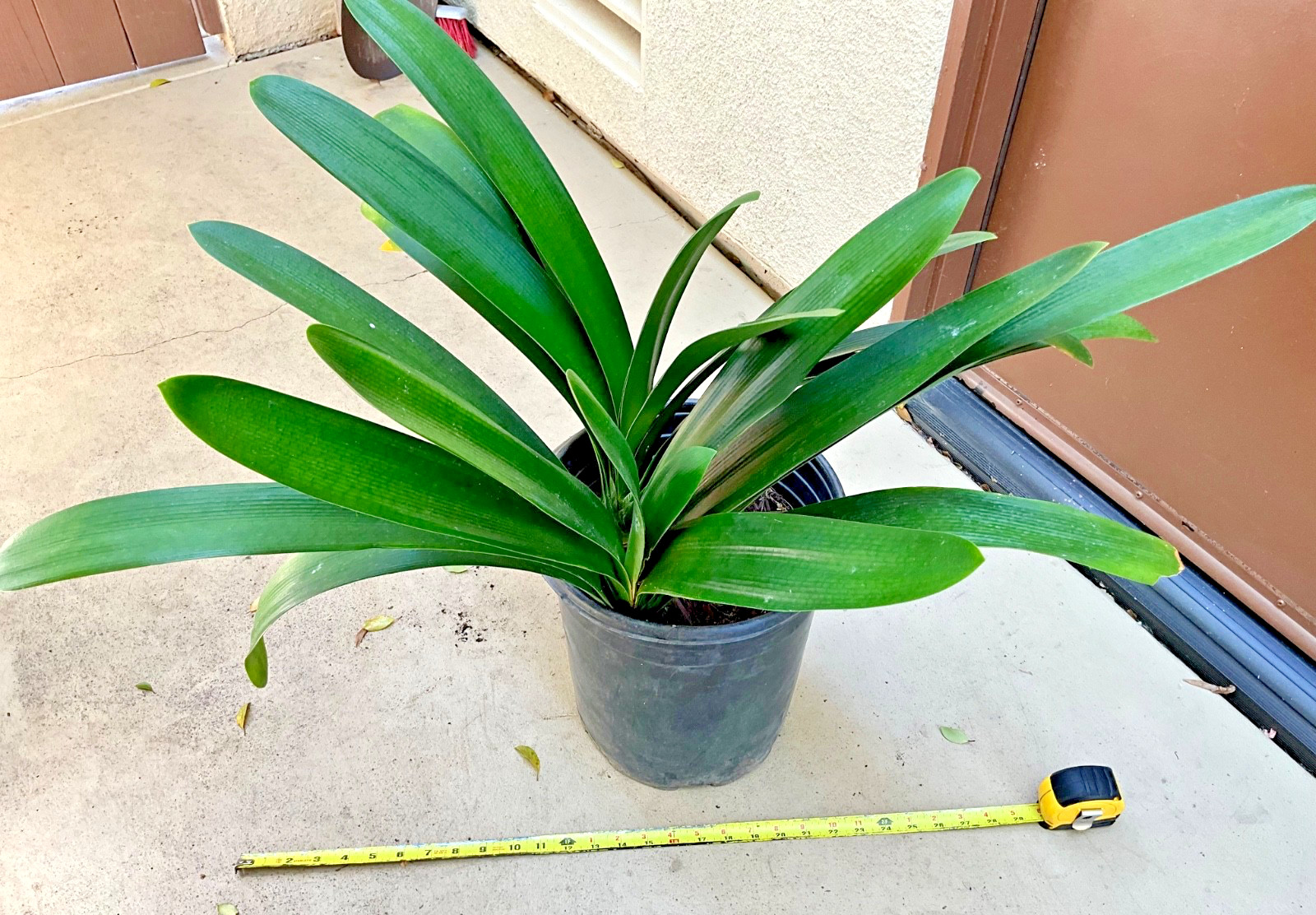 2 Large Mature, Yellow Clivia Miniata Bush Lily Plants, 13 Leaves Each Plant