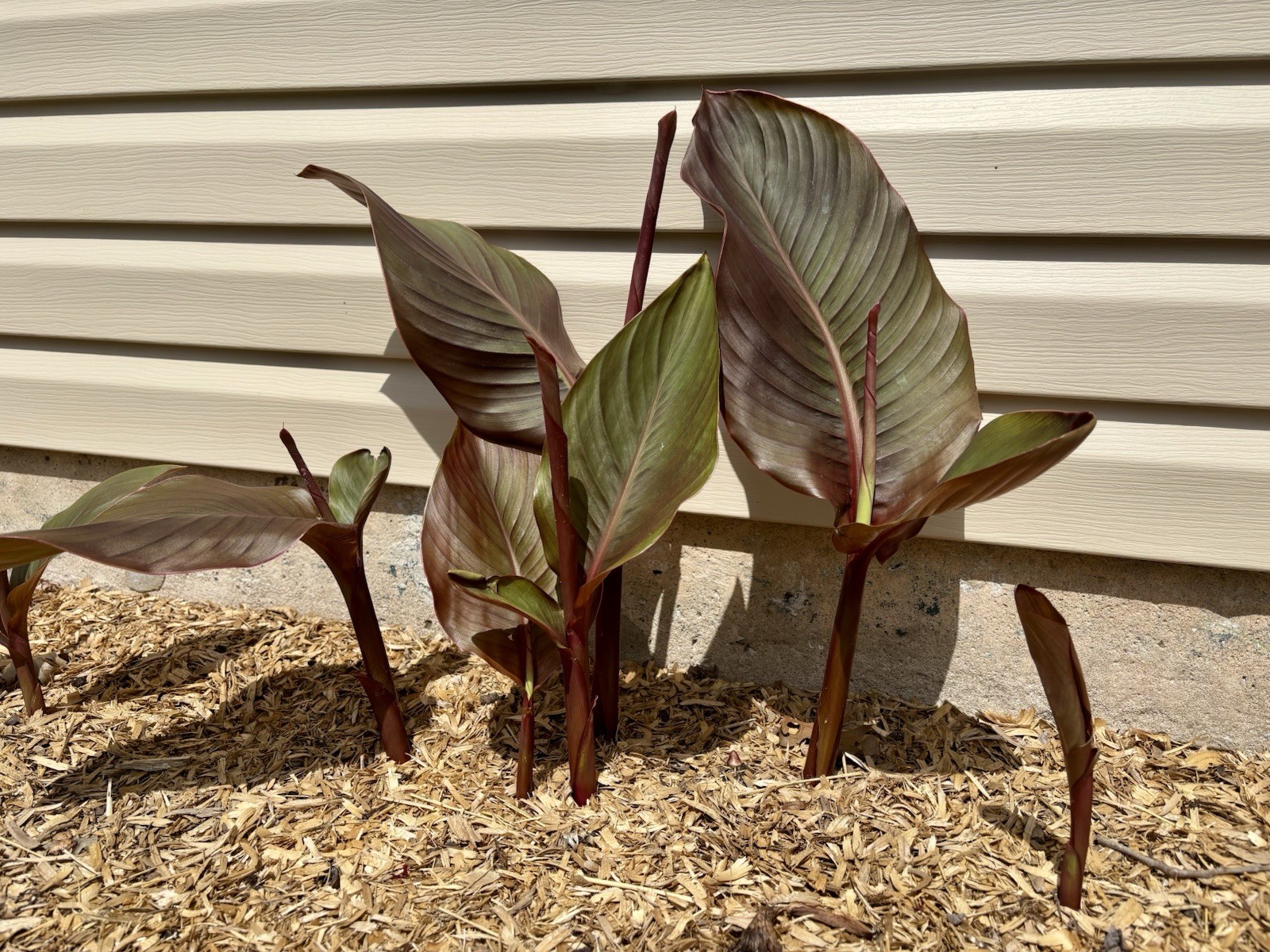Tropical Garden Starter Baby Canna Lilies 6 Live Plants In Premium Soil Wrapped