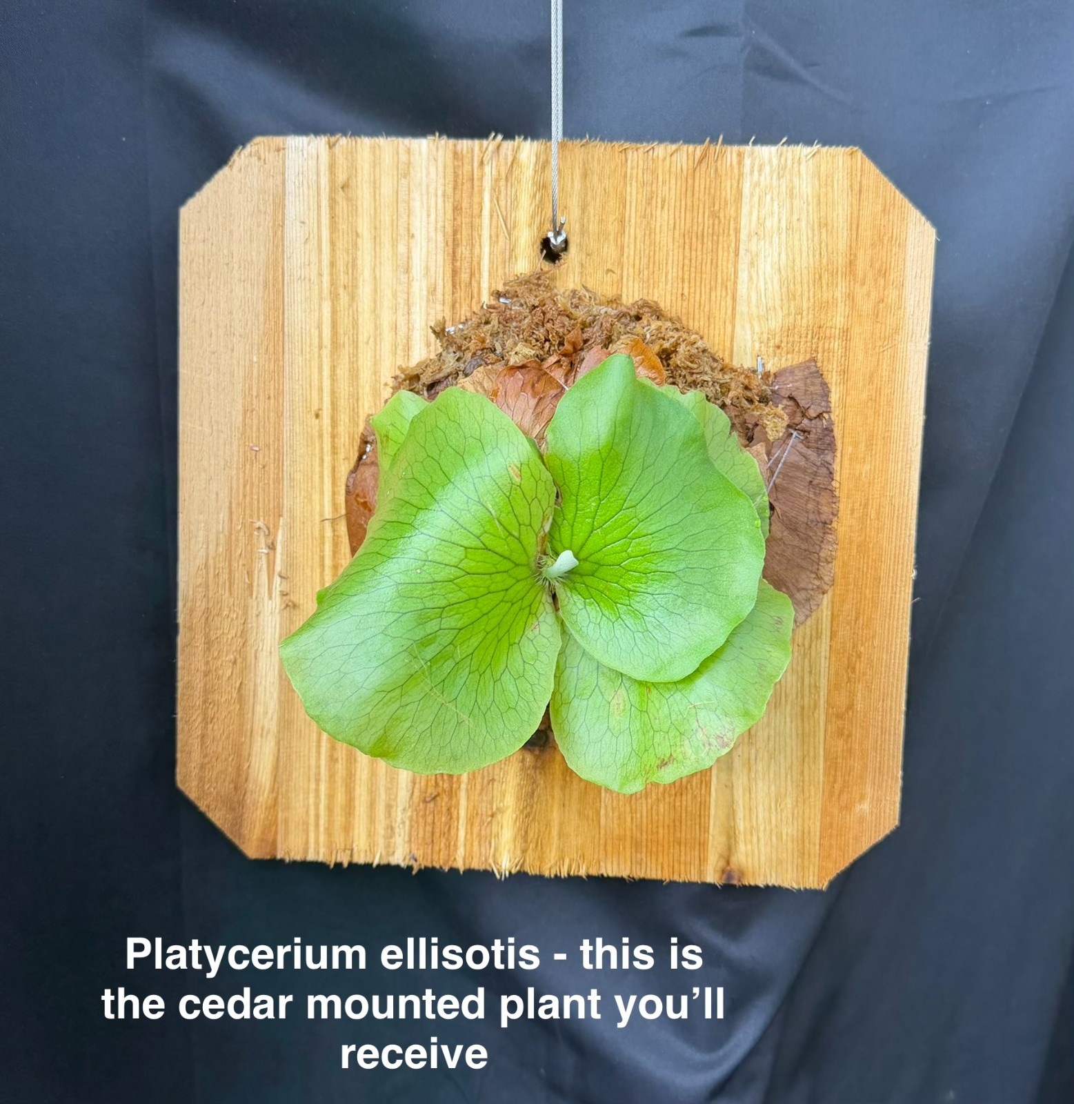 PLATYCERIUM ELLISOTIS – Beautiful staghorn fern! – ornate cedar mounted!