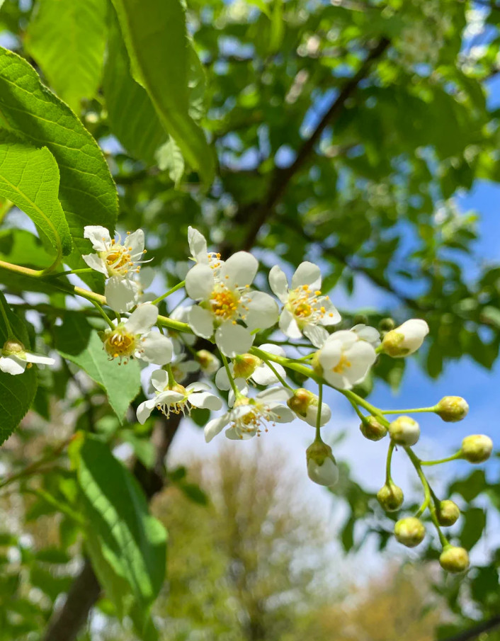 Canada Red Chokecherry Tree, 2–12″ Tall, 2.5″ Pot, No Ship AK, HI, or PR