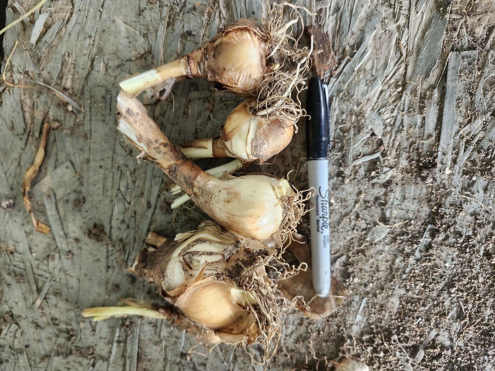 Double Yellow Daffodil 5 bulbs Perennial Bare Root Live Plant