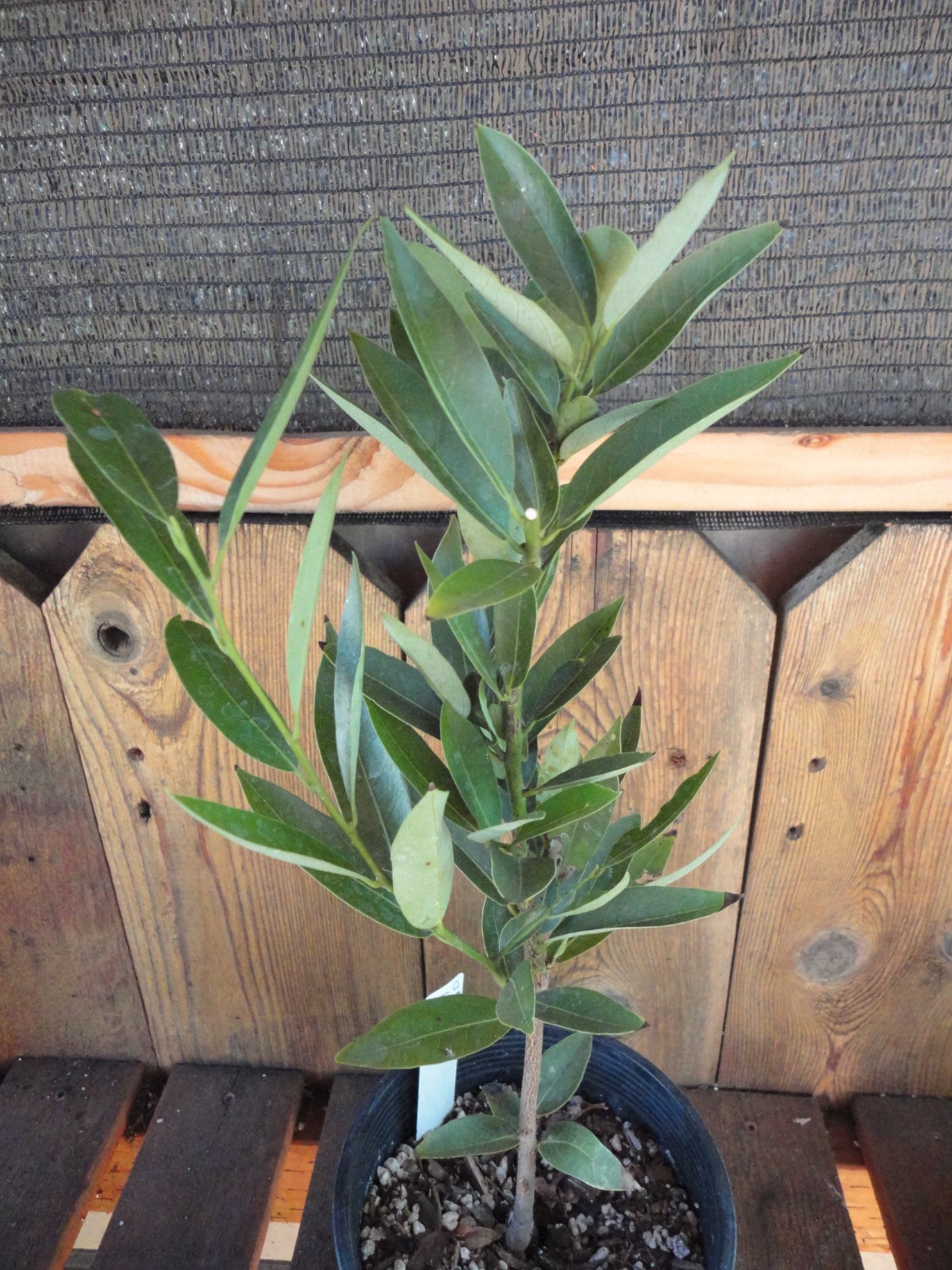 Oregon Myrtlewood Tree Pre-Bonsai Live Evergreen 3 Year Old Grower’s Choice