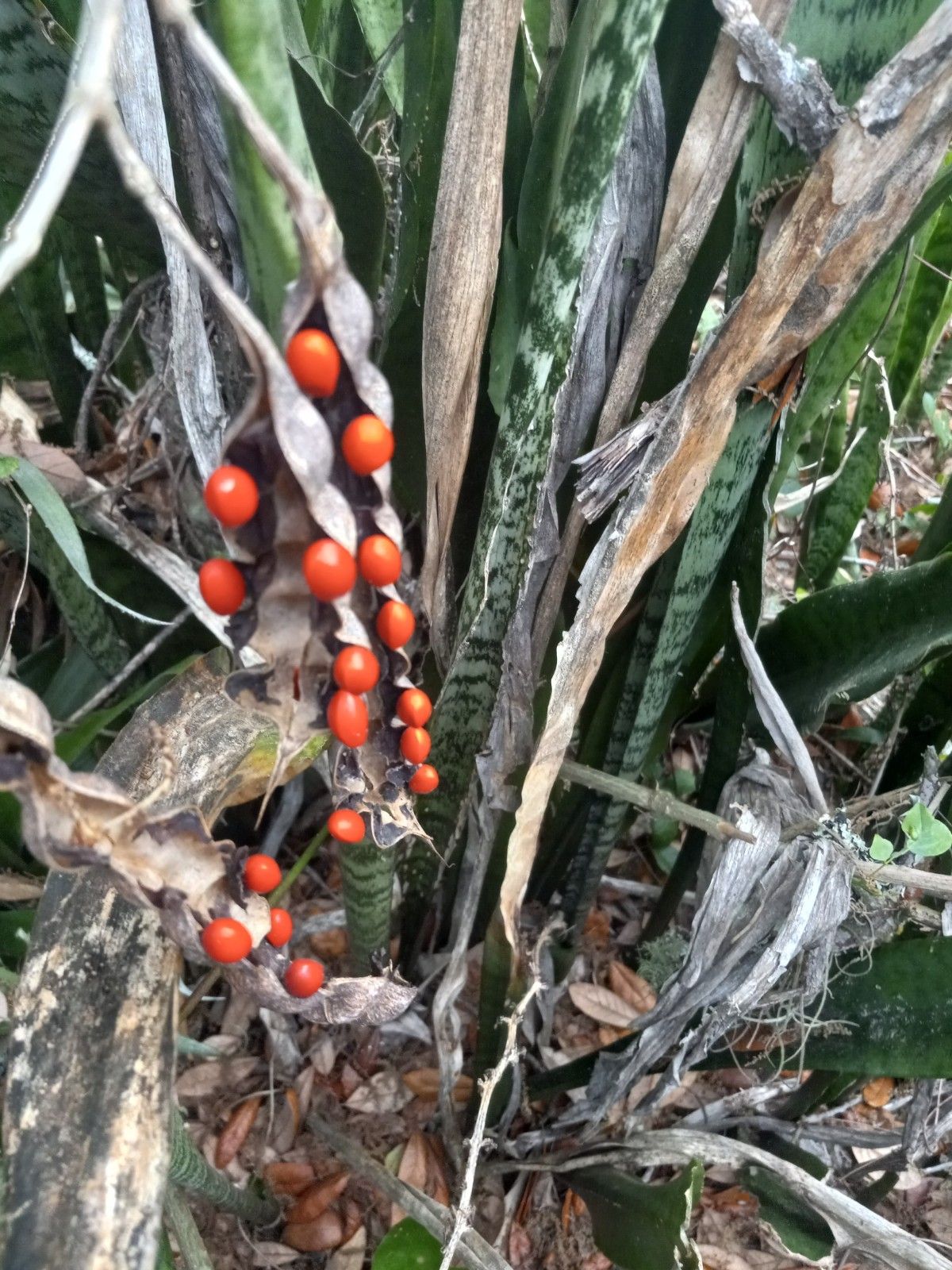 CORAL BEAN Pack Of 10 Seeds, Florida Grown Erythrina herbacea FREE SHIPPING