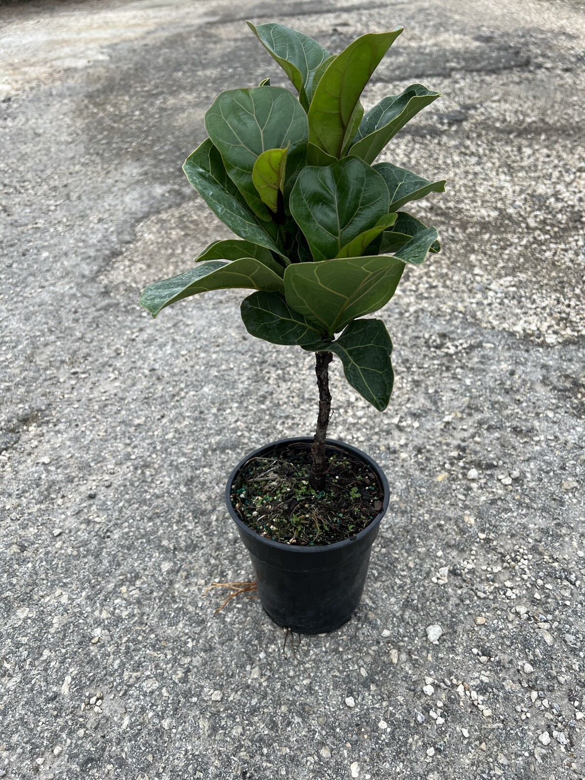 Rare Ficus Lyrata BAMBINO Standard In A 6”Grower Pot. 18”Tall. Live Plant.