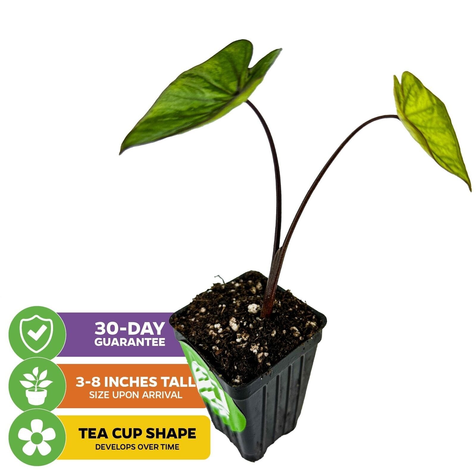 Tea Cup Elephant Ear – Colocasia esculenta