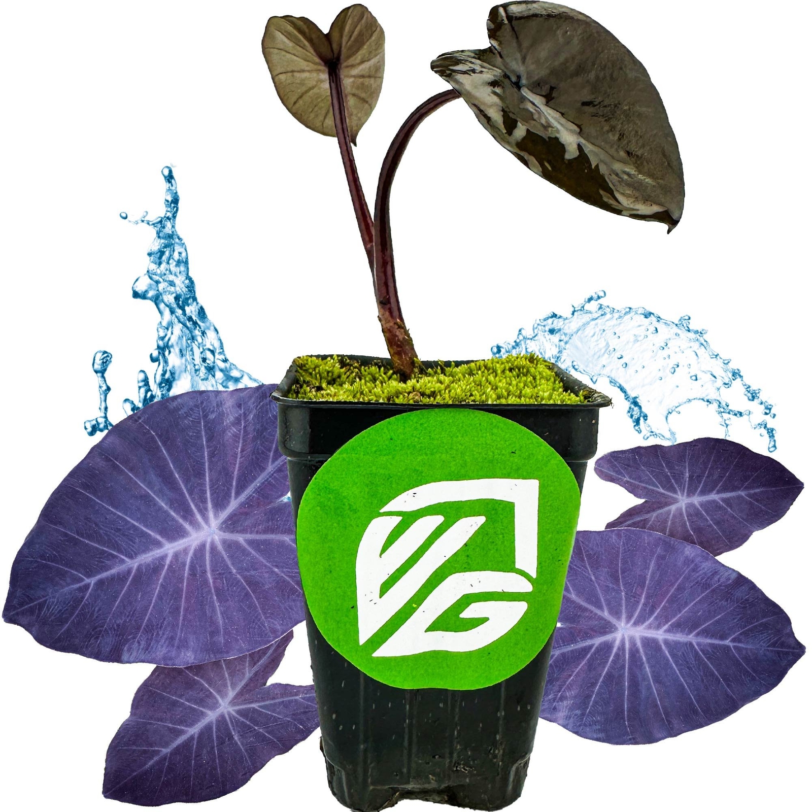 Black Magic Elephant Ear – Colocasia esculenta