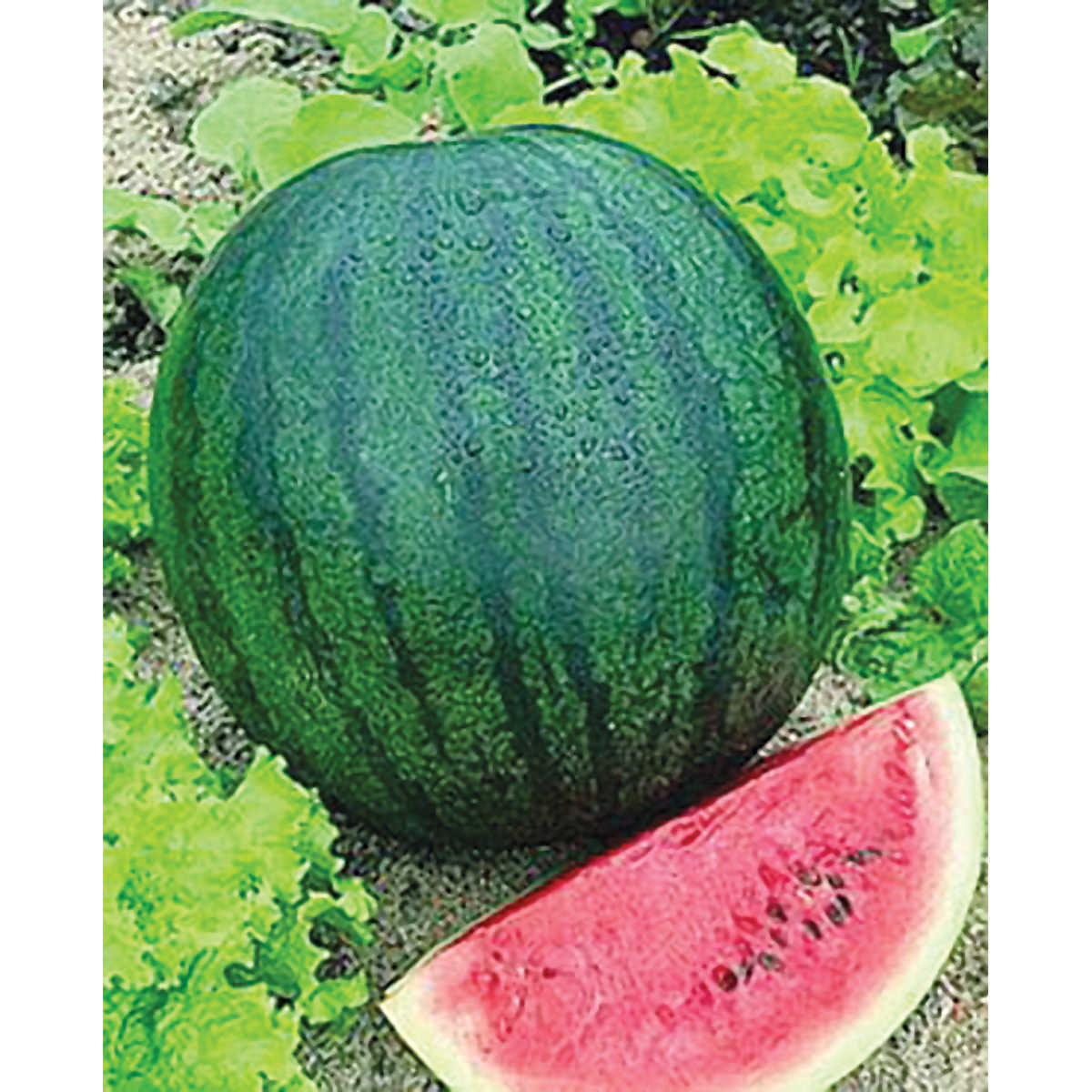 25 SUGAR BABY WATERMELON SEEDS FRESH HARVEST FOR GARDENS