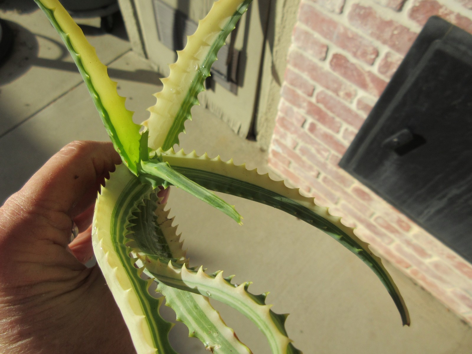 Tree Aloe Arborescens Variegated Yellow small cutting #4