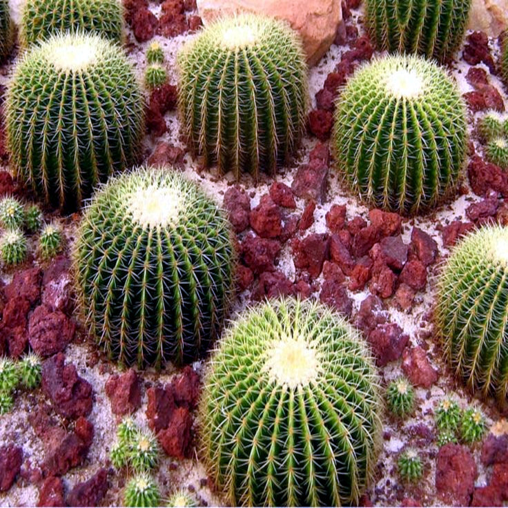 25 Golden Barrel Ball Cactus Seeds Echinocactus grusonii Flowering Cacti Plant
