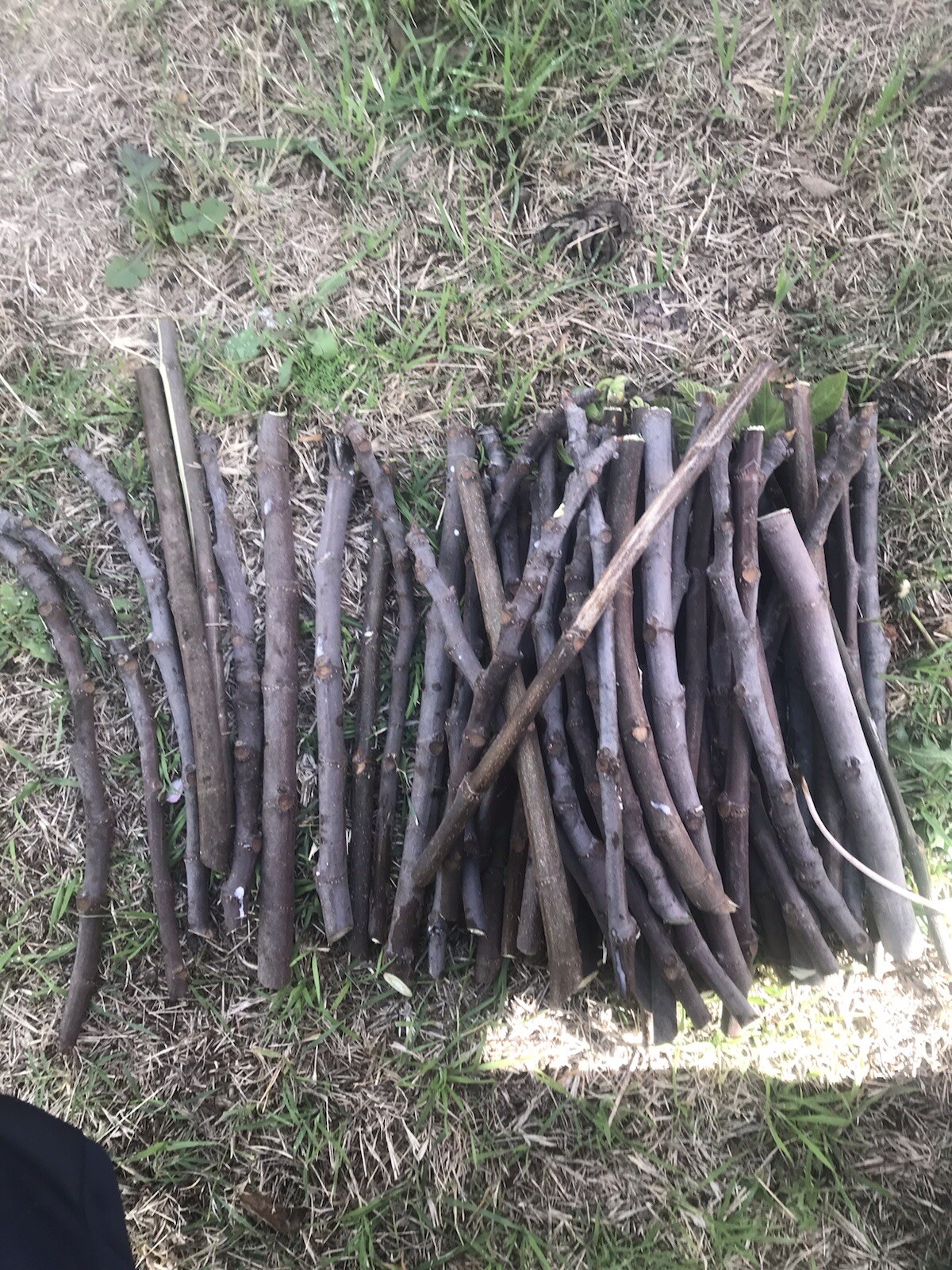 6 cuttings Fig tree stems unrooted delicious sweet fruit organic propagation.