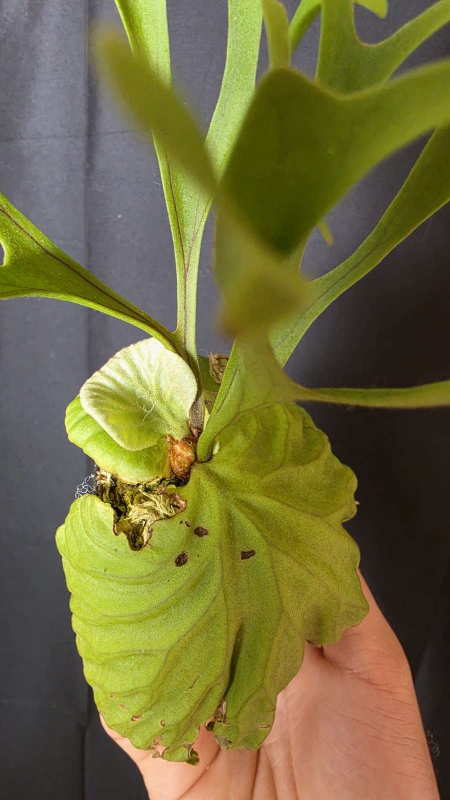 RARE Platycerium Ridleyi “Nano” USA SELLER