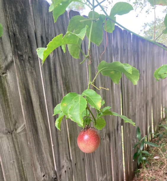 Red Rover Passionfruit Vine Passiflora Edulis Plant Sweet Passion Fruit 4-6″Tall