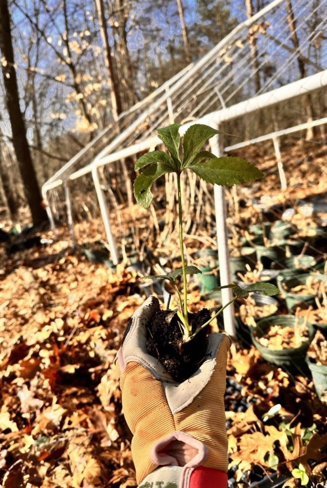 (4) Hellebores Collection. Live Plants. Package Deal!