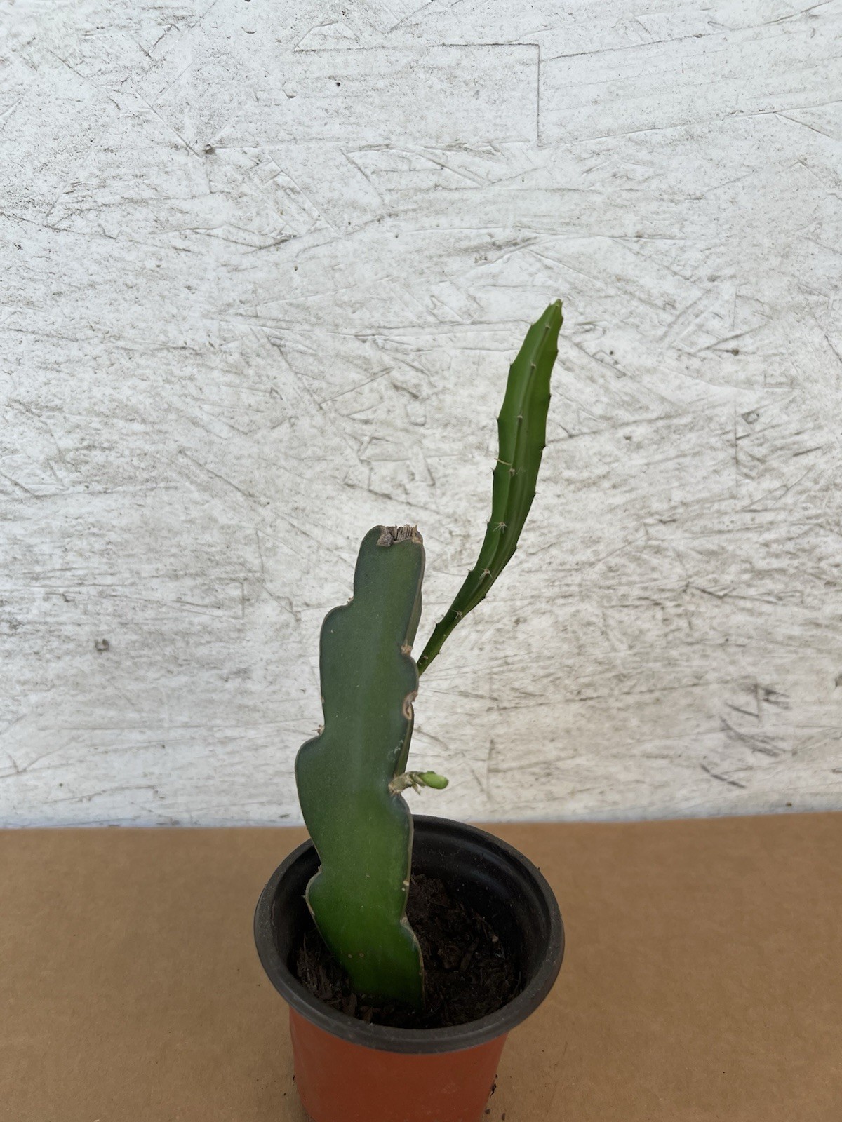 1 Red Dragon Fruit 8” Dark Pink Skin Red Flesh Ready To Plant