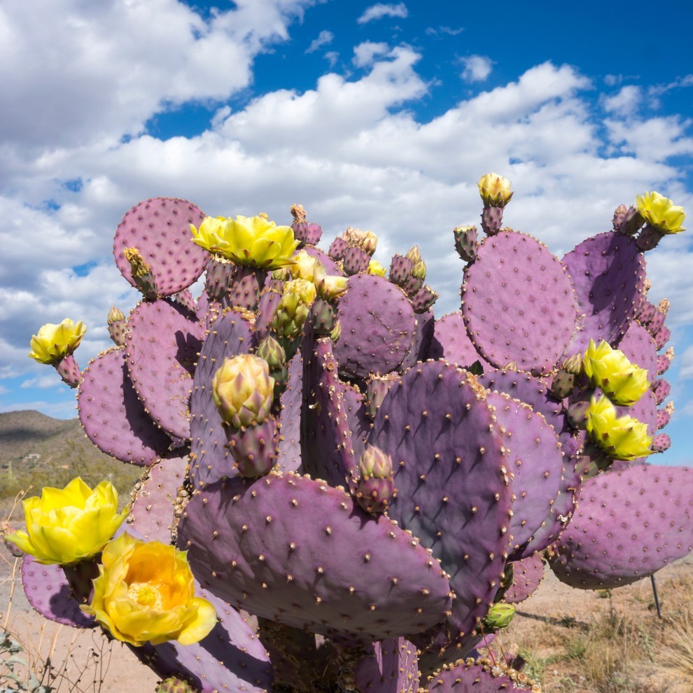 Live Santa Rita Purple Prickly Pear Cactus Pad Cutting (Opuntia santarita