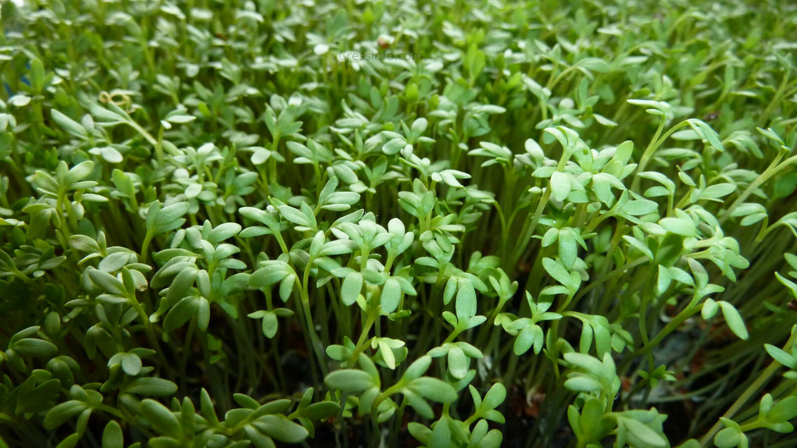 Curly Garden Cress seeds (200 – 6400) peppergrass wort Halim Aliv CHANDRASHOOR