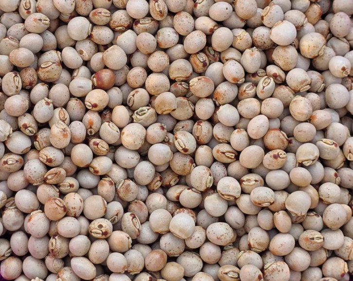 15 Dwarf Gandules Seeds, Lazaro, from Puerto Rico, Pigeon Peas, All Year harvest