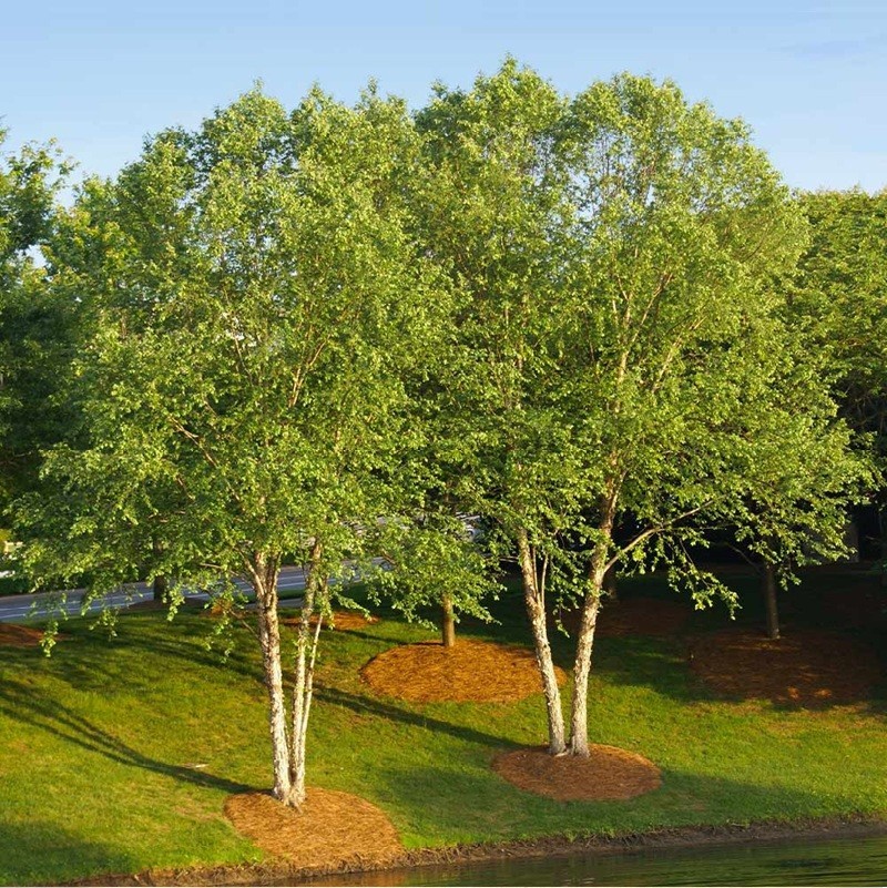 5 yo+ Fully Growing River Birch Tree Betula nigra Well Rooted Plant 40″+