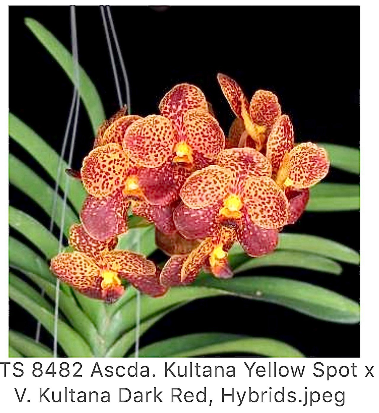 Ascda. Kultana Yellow Spot xV. Kultana Dark Red, Orchids Seedling