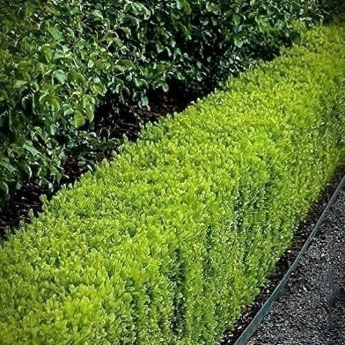 Boxwood Japanese | 4 Inch | Buxus microphylla | Formal Hedge | Evergreen Plant