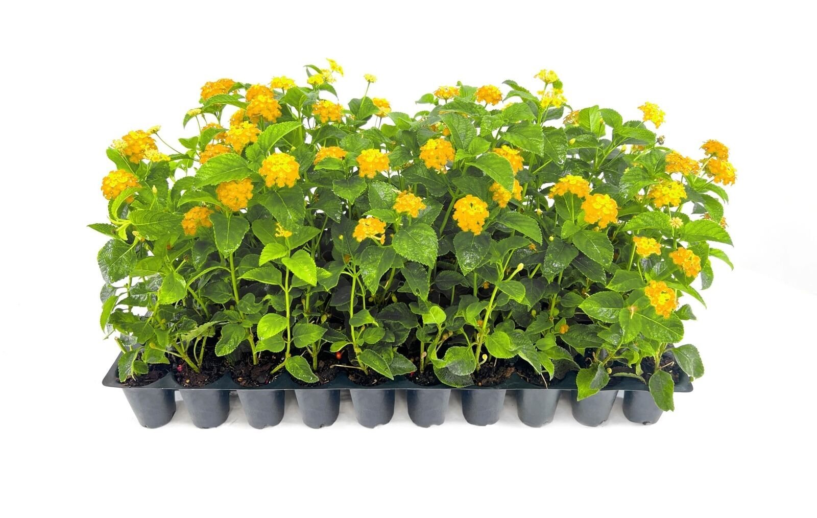 Lantana New Gold I Live Plants I Verbenaceae Camara I Live Vibrant Golden…
