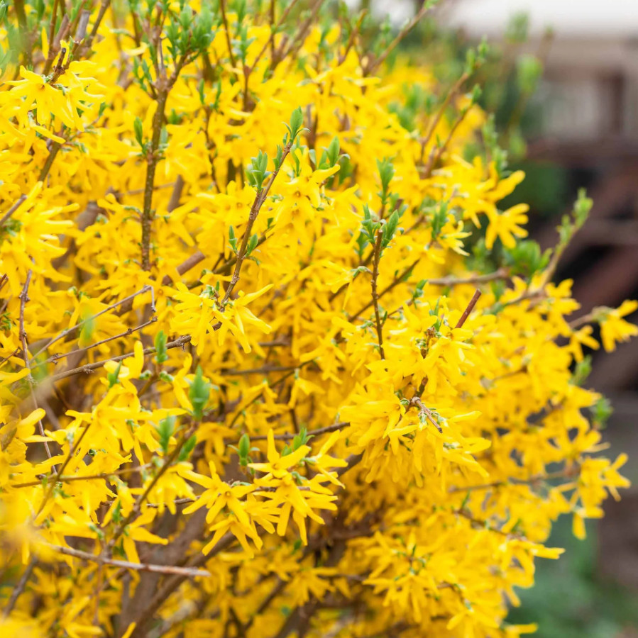 Live Lynwood Gold Forsythia – 4” Pot – Bright Yellow Blooms – Fast-Growing Shrub