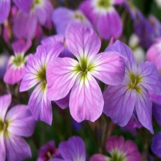 Evening Scented Stock (Matthiola bicornis). 500 Seeds. Free Shipping!