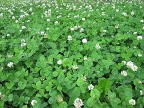 10 LBS WHITE LADINO CLOVER SEED FOR FOOD PLOT COATED AND INOCULATED FRESH SEED