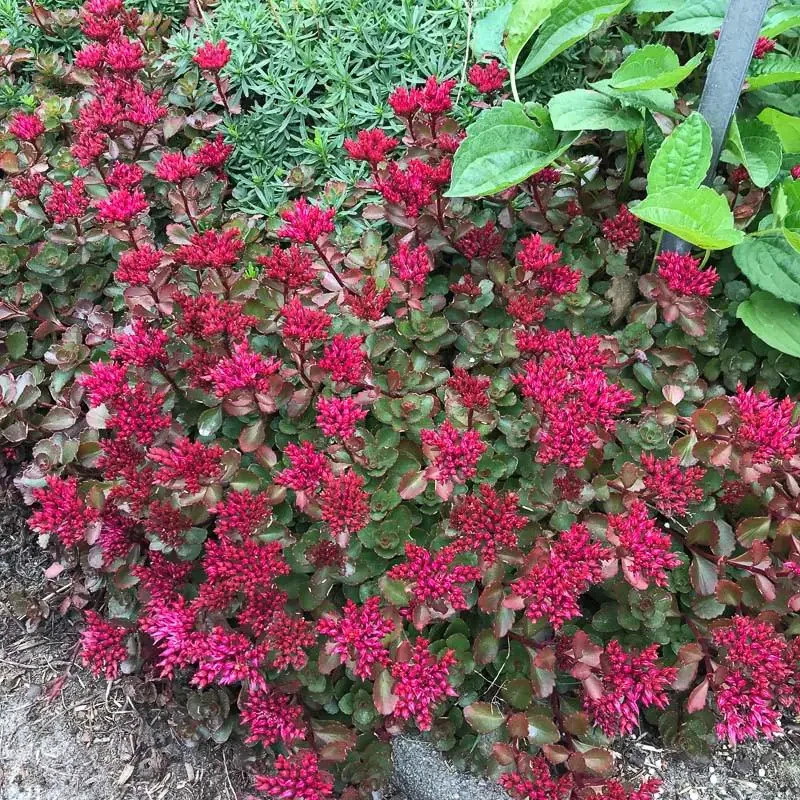 Sedum Spurium ‘Fuldaglut’ (Caucasian Stonecrop) Pot