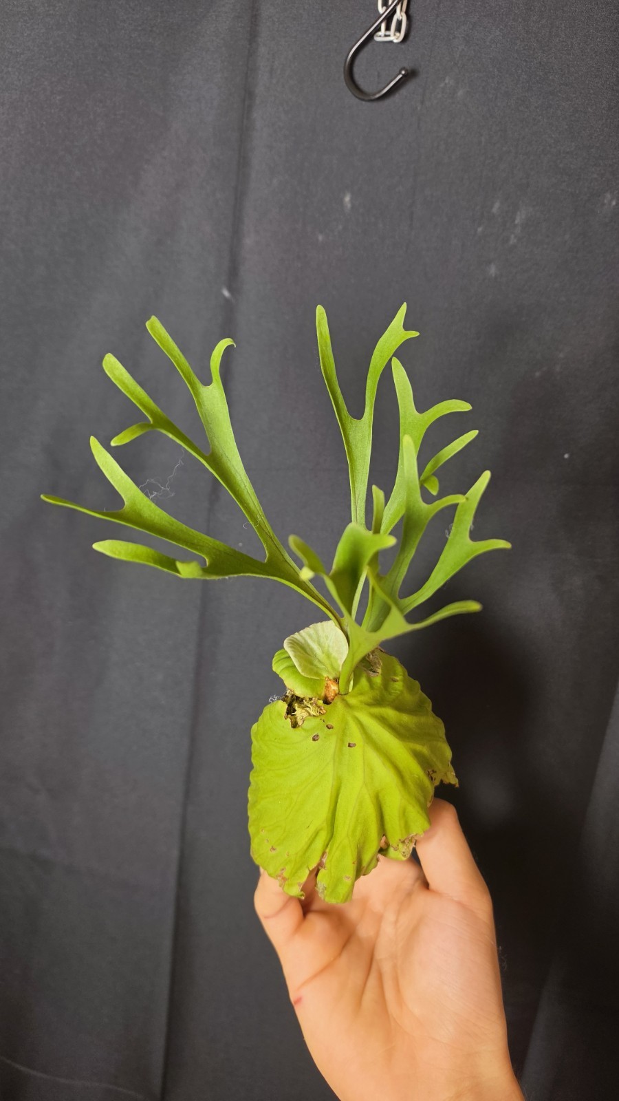 RARE Platycerium Ridleyi “Nano” USA SELLER