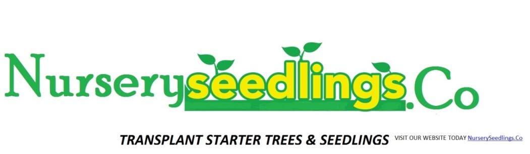 GEORGIA APPALACHIAN MOUNTAIN EASTERN HEMLOCK 2 FT FRESH STARTER TREE Qty-10