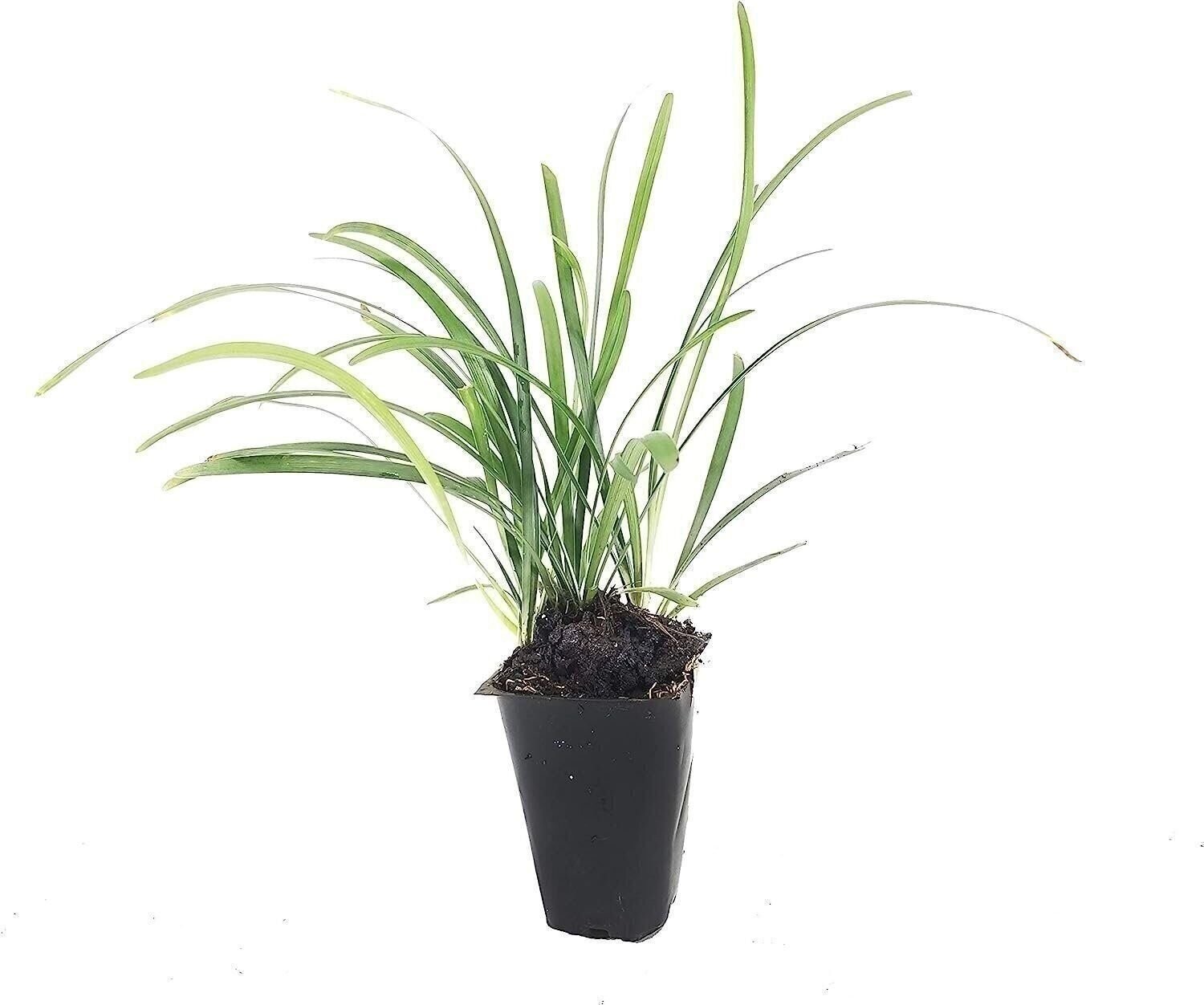Liriope Big Blue | 2 Inch | Liriope muscari | Low Maintenance | Hardy Plant