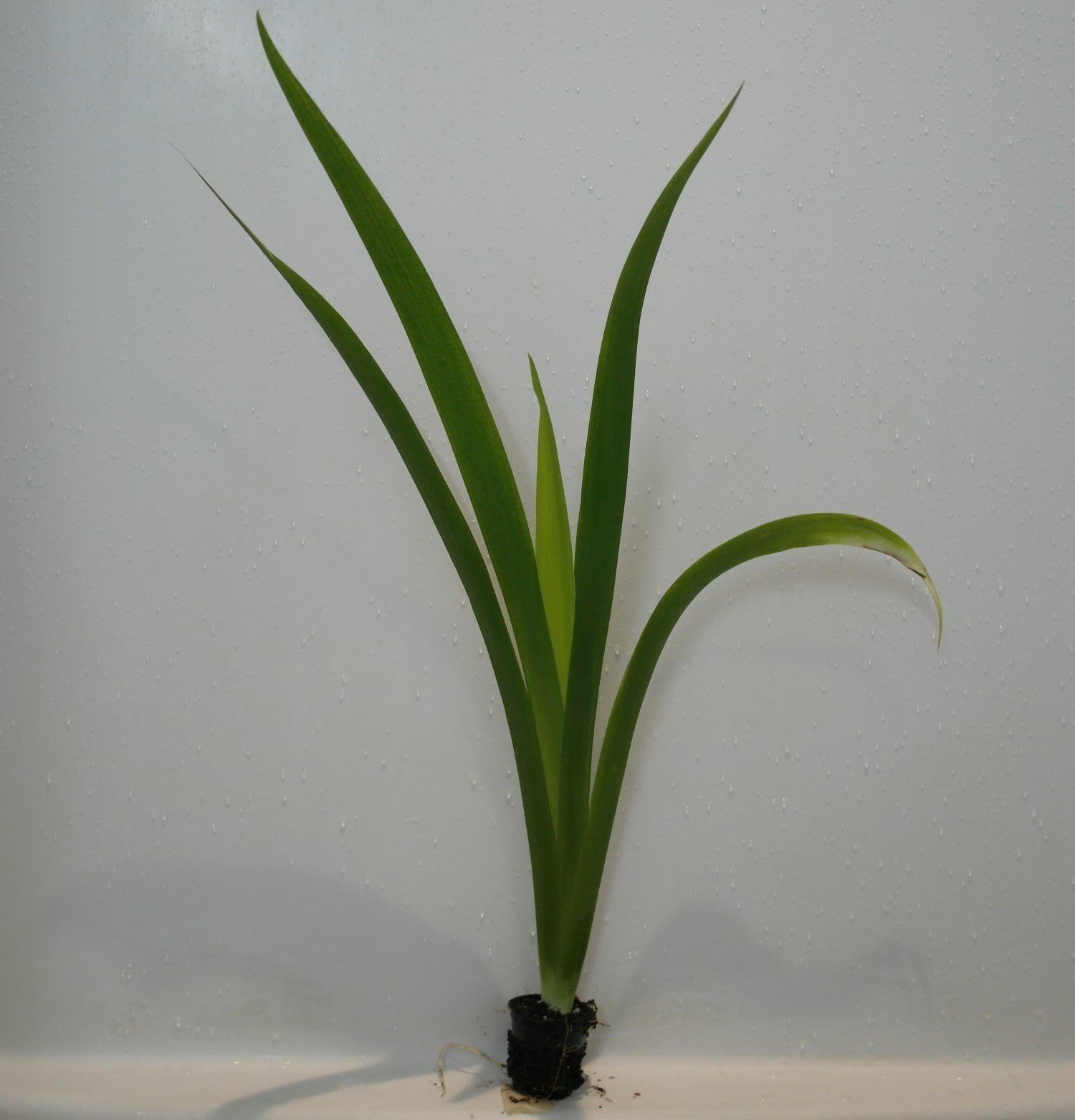 Live Yellow Flag Iris Winter Hardy Aquatic Marginal Pond/Bog Plant