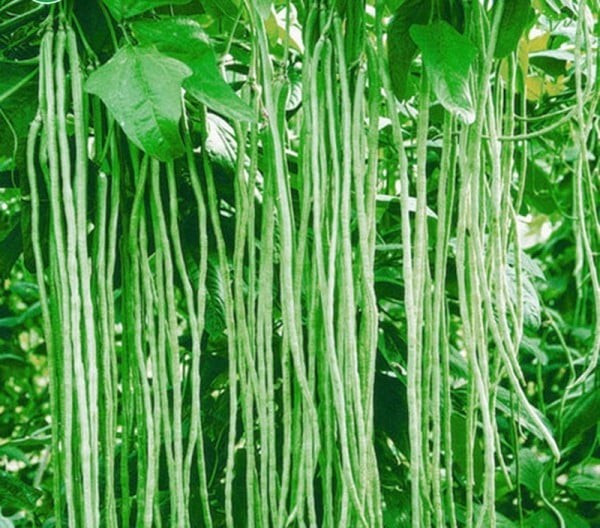120 Dark Green Yard Long Bean Seeds —- Heirloom – Organic – Heirloom — FRESH