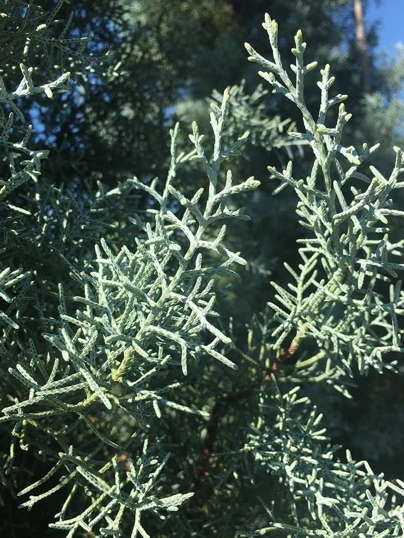 Arizona Blue Ice Cypress | 1 Gallon | Cupressus arizonica | Low Maintenance