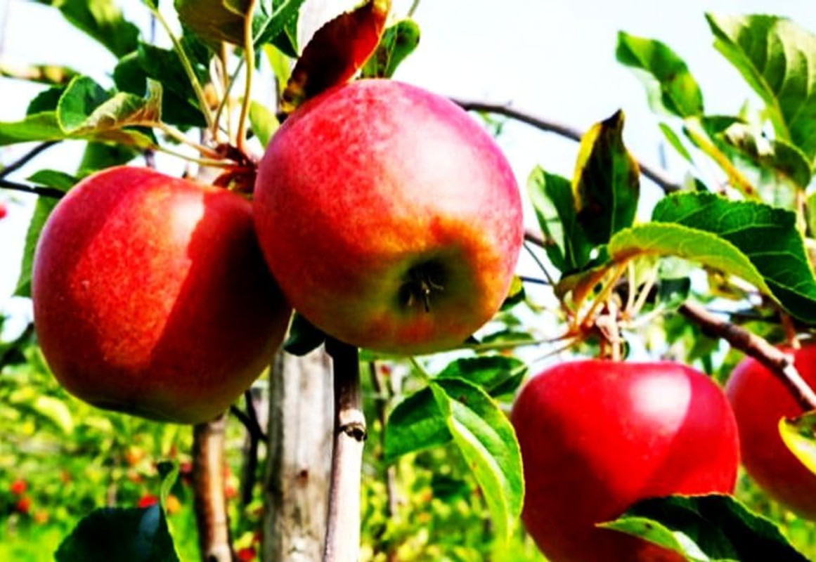 100 pcs Apple Tree Seeds Honey Crisp Honey Crunch Pomme Pommier Fruit Plant B…