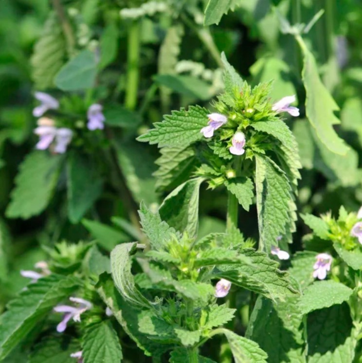 Lemon Balm Live Starter Plants – 3-6″ Tall – Fragrant Perennial Herb – Zones 4-9