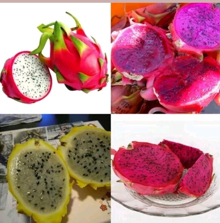USA SELLER Dragon Fruit Mix (Red,purple, Yellow,White) 20+ seeds HEIRLOOM
