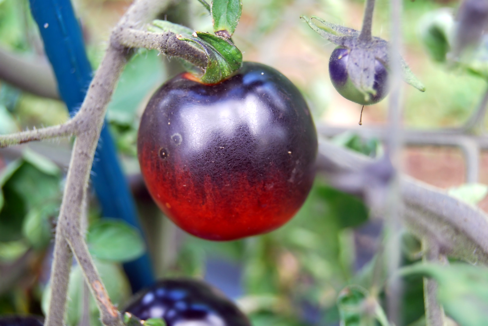 0.1 gram Indigo Rose Tomato seed. Selectively bred. World’s first blue tomato!