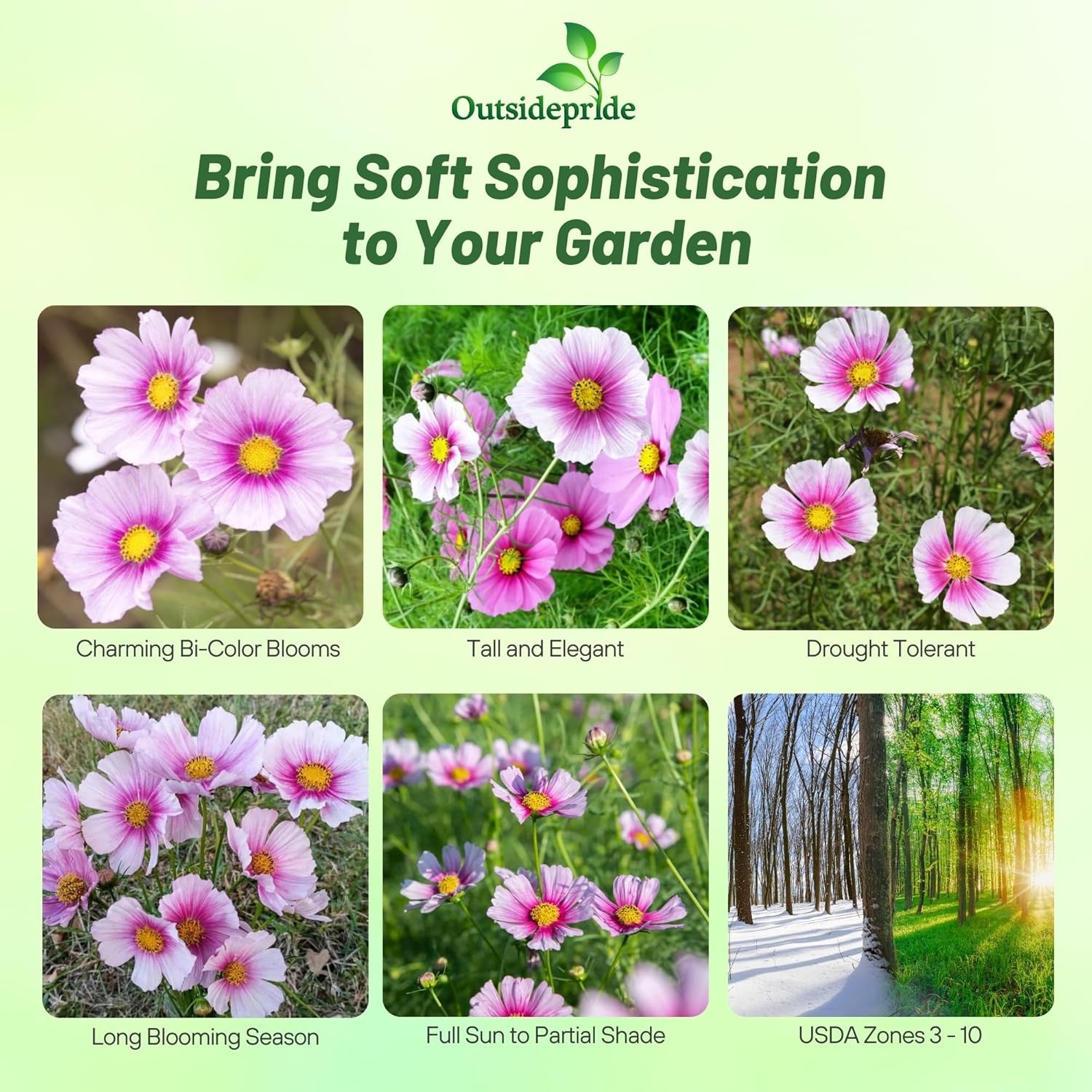1000 Seeds Drought Tolerant Cosmos Bipinnatus Sensation Day Dream Garden