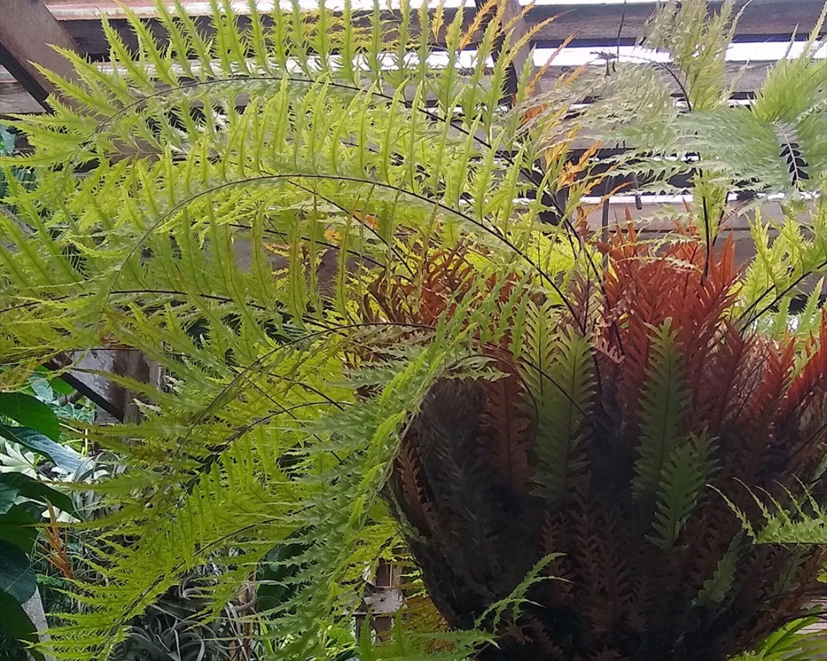 DRYNARIA RIGIDULA var WHITEI Size B- not staghorn or platycerium fern tropical