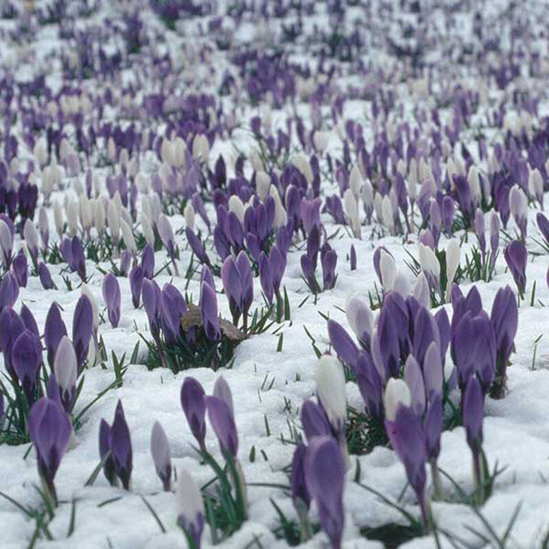 20 SEED PACK for Germination of Exotic CROCUS plant bloom bush flower garden bed