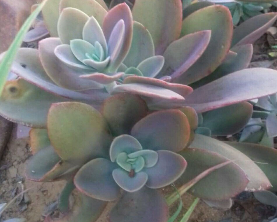 30 Echeveria Seeds Gibbiflora var. Metallica Metallic Blue Pink Succulent Seeds