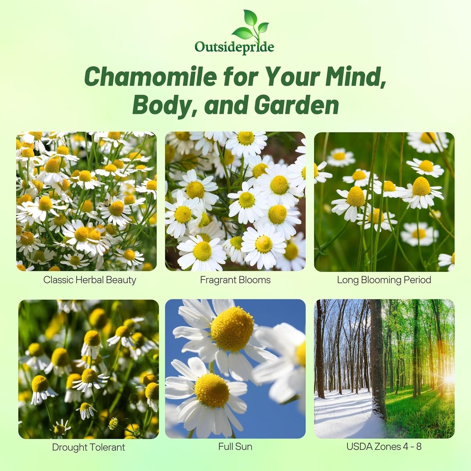 10000 Seeds Chamomile Seeds – German Chamomile Herb Seed