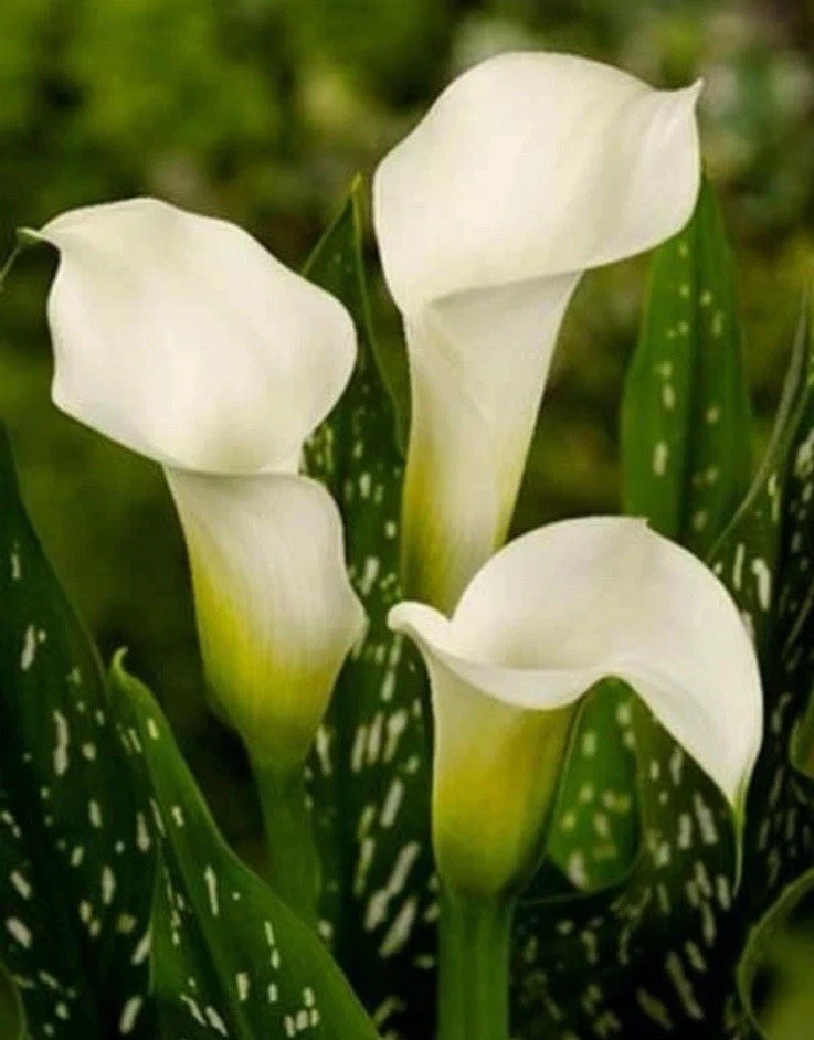🌿 Lot of 3 Albomaculata Calla Lily Bulbs – Creamy White Blooms Spotted Leaves