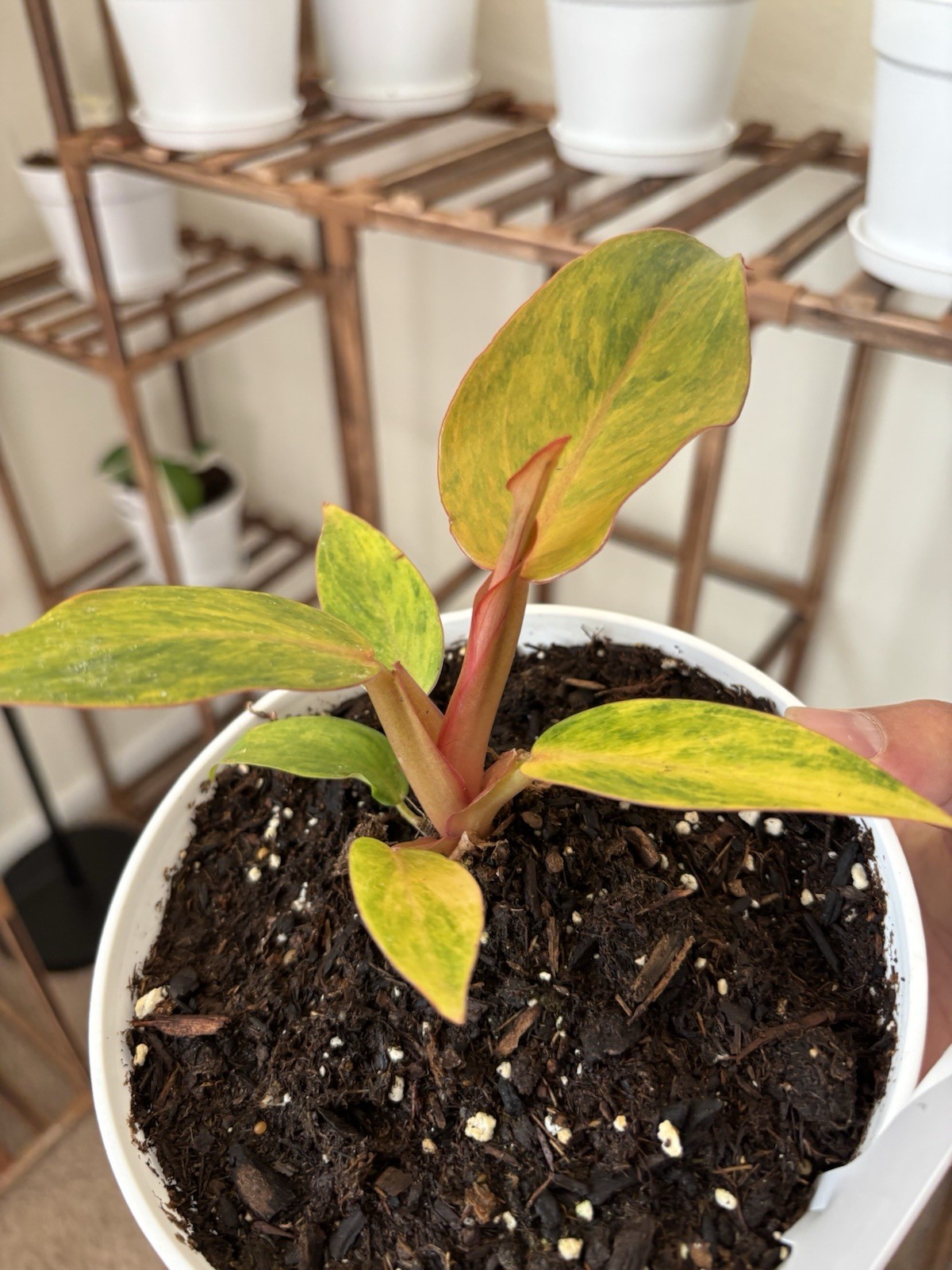 Philodendron Quadcolor Variegated 6″ Pot Rare Exact Plant #070